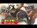 仁義なき戦い!柴犬vsおっさんの熾烈な争い