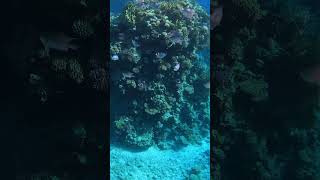 подводный мир Красного моря