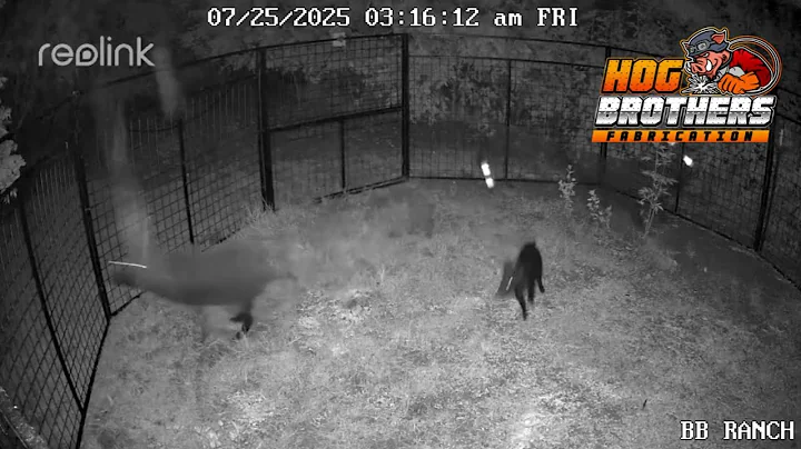 BIG GROUP of PIGS… ONE TRAP. Hog Brothers DOES IT AGAIN!