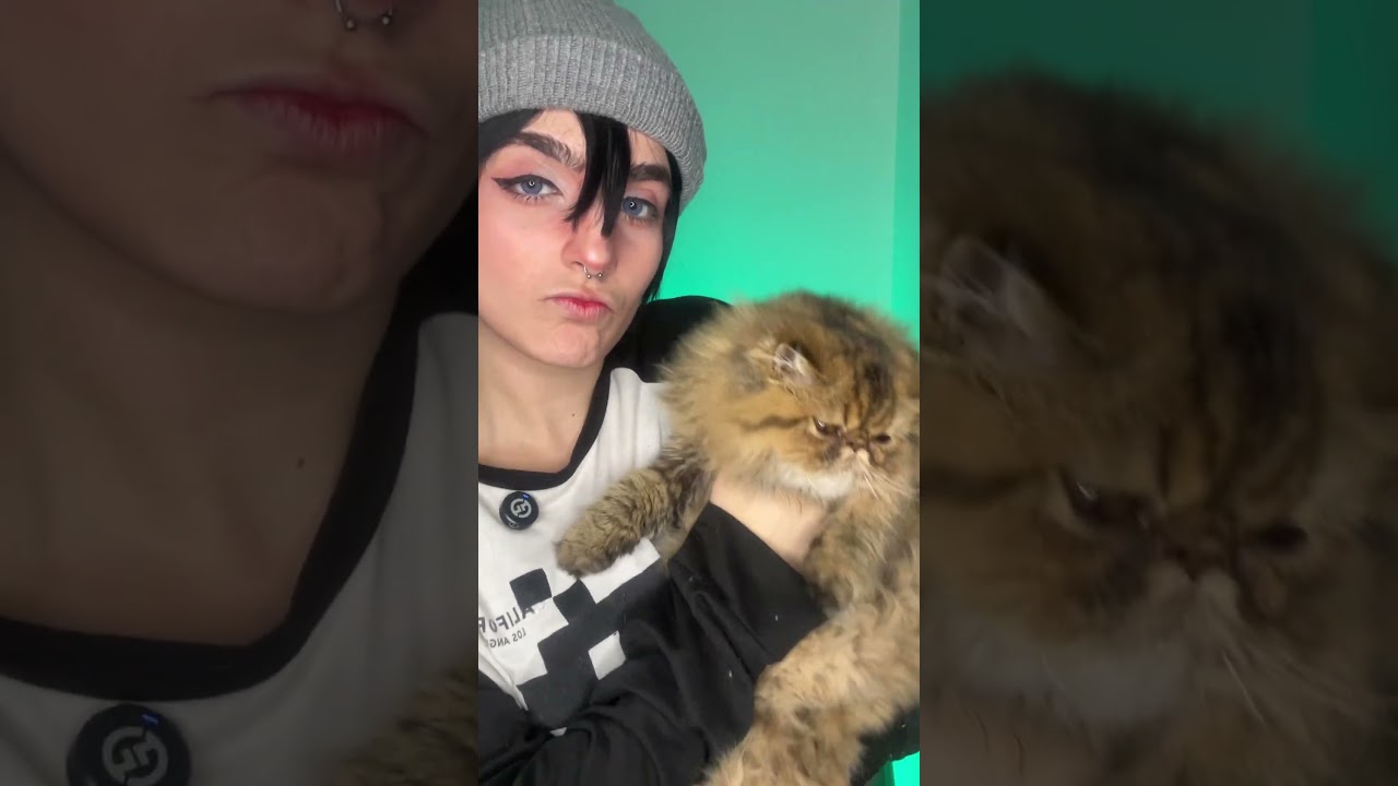 Olha o gatinho!! #gatos #armin