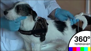 В Химках стартовала ежегодная вакцинация домашних животных В Химках стартовала ежегодная вакцинация домашних животных