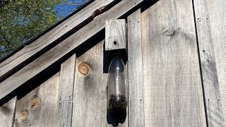 Homemade Carpenter Bee Trap by Outside Cleaners 1,438 views 3 weeks ago 4 minutes, 48 seconds