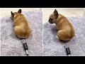 Dog Farts Into Microphone And Gets Scared #shorts