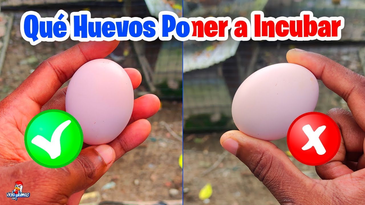 Que Huevos ponerle a una Gallina o Pata Clueca 🥚Escoger Huevos para ...