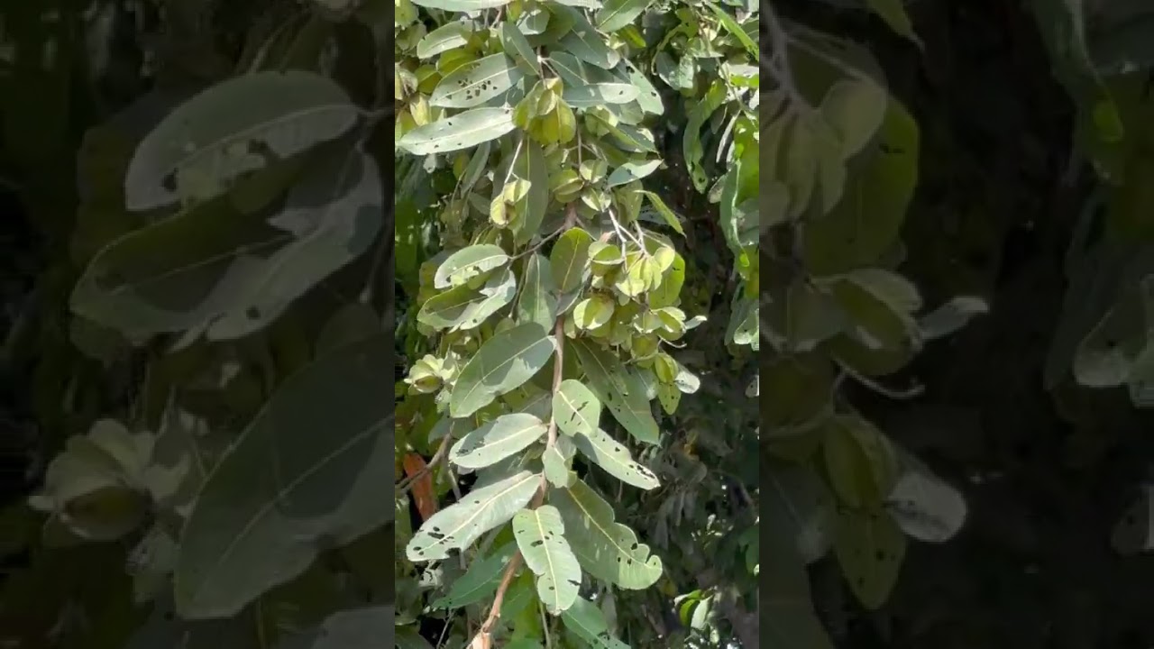 Arjun tree  (Terminalia arjuna) : The Guardian of the Heart