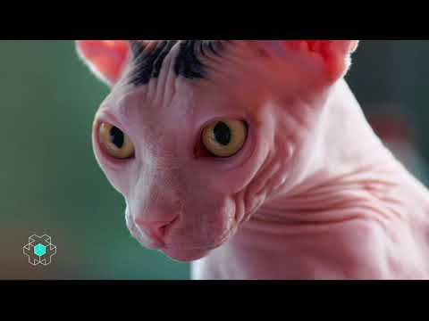 Vidéo: D'où Viennent Les Chats Chauves ?