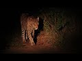 N'weti male leopard on patrol