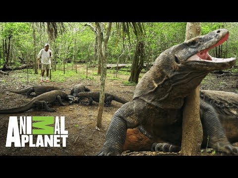 Dragones de Komodo pelean por la misma presa | Wild Frank: En busca del dragón | Animal Planet
