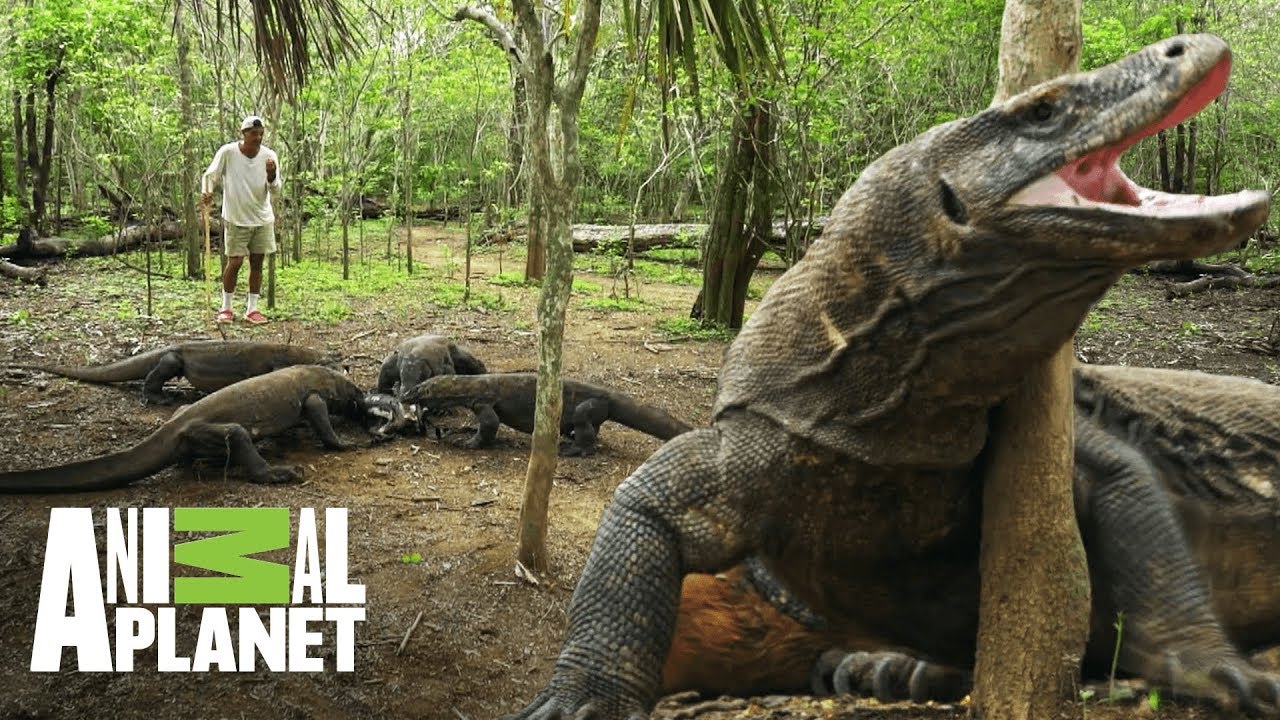 Download Dragones de Komodo pelean por la misma presa | Wild Frank: En busca del dragón | Animal Planet