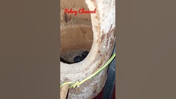 Sarangnya sampe tidak muat‼️burung murai anaknya banyak#shorts