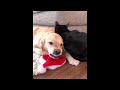 cats and dogs   funniest animal videos  compilation hilarious cats and dogs! 2020
