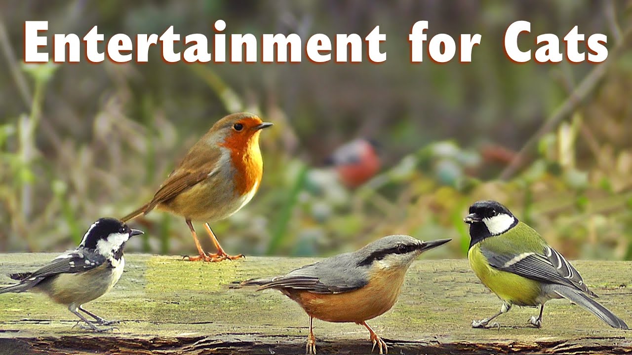 Videos for Cats to Watch Birds on The Bench YouTube