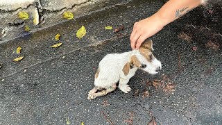 Тощий Щенок Пролил Потоки Слез, Пытаясь Доползти До Еды, Но Абсолютно Не Мог