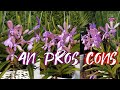 4N Orchids The Science Behind The Hype Potential Pitfalls What Are 4N Orchids Ninjaorchids 4N Orchids The Science Behind The Hype Potential Pitfalls What Are 4N Orchids Ninjaorchids