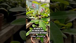 This plant can dance.#plants #growth #dancing #fact #facts #nature #amazing #amazingfacts #wildlife