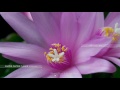 Easter cactus flower opening and closing timelapse