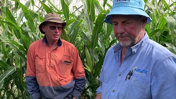 11. Row spacing and its impact on the crop