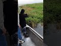 alligator hunting