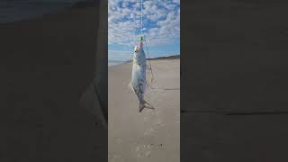 Bluefish, spots, and whiting are biting at Cocoa Beach, tight lines!