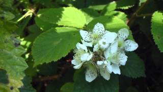 Bramble flowers - Brómber  -  Berjaplanta  - Blómstrandi runni - Garðyrkja