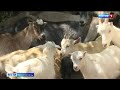 В Севастополе проверяют на туберкулёз домашний скот