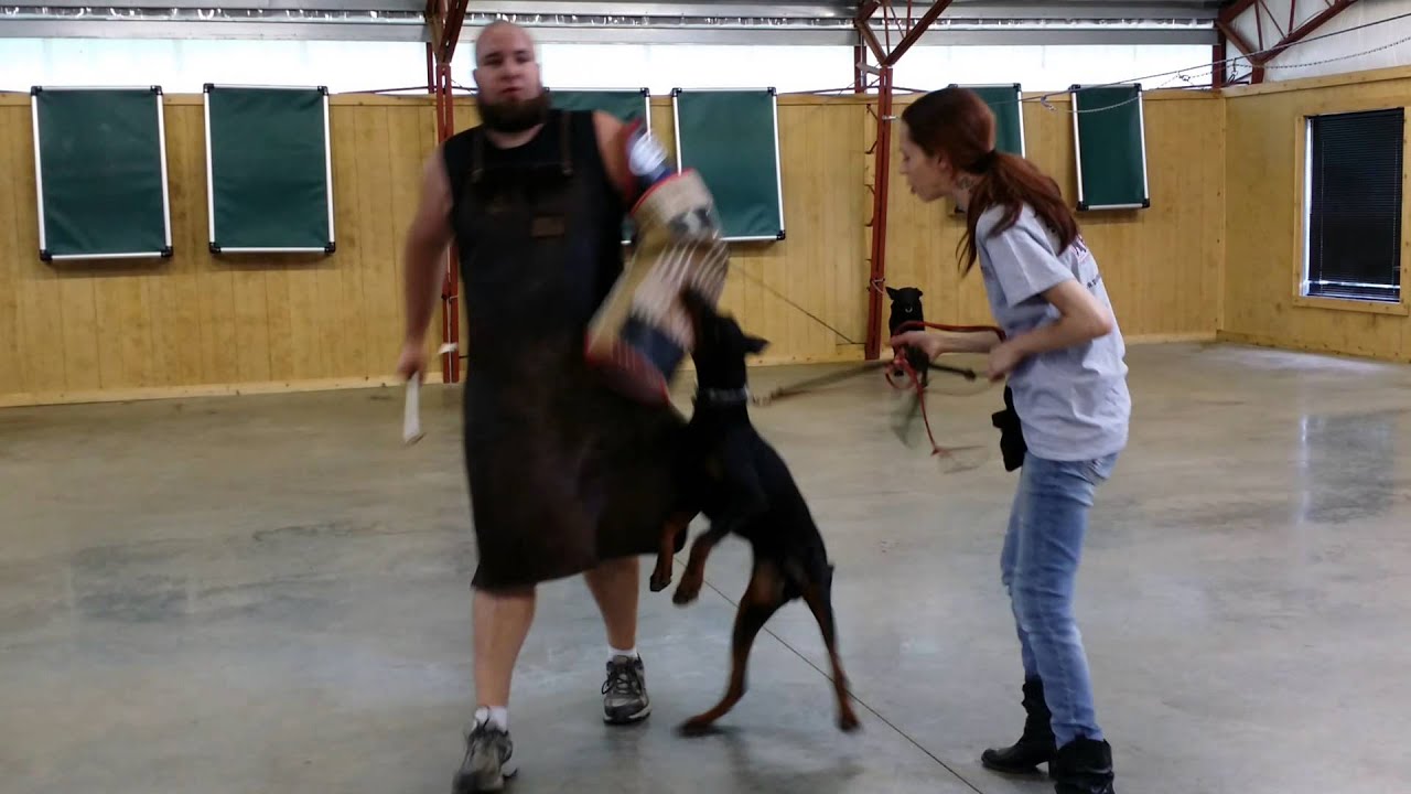 video phone beyonce mp3 Best #1 Executive Level Doberman Male 