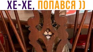 ПОПАВСЯ))) Приколы с котами | Мемозг #501