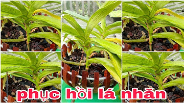 Cách phục hồi lá nhăn đơn giản nhất ai cũng làm được không tốn tiền