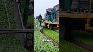 How Farmers Harvest Spinach Using Modern Farming Machines 🚜🌱 #shorts #farming
