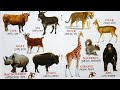 Animals for Kids ~ Animal Names পশুর নাম