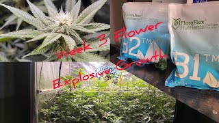 Seed To Harvest. Ep3 Week 3 Flower. Explosive growth in the 5x5.