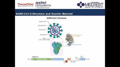 rt PCR Technique for SARS CoV 2 Detection