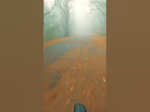 Туман в горном лесу - YouTube