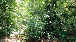 Visiting Ayahuasca retreat | Iquitos, Peruvian Amazon