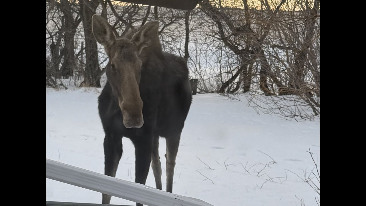 Moose outside My Window