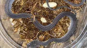 Xenodermus javanicus ( Dragon Snake ) Laid eggs