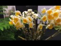 Выставка  орхидей март 2017.Orchid show OSWP Pittsburgh.