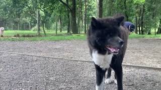 Noctis - 19/06/26 - Pension pour chiens