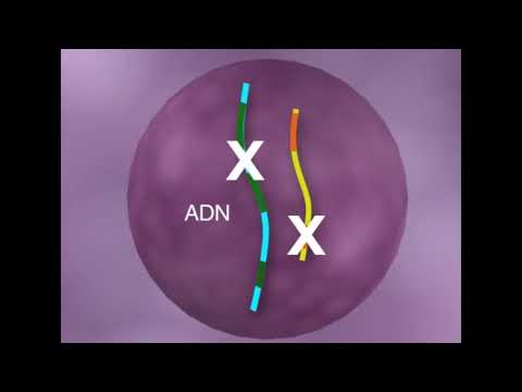 Vidéo: La Mutation De Perte De Fonction Dans L'inositol Monophosphatase 1 (IMPA1) Entraîne Une Synchronisation Anormale Dans L'EEG à L'état De Repos