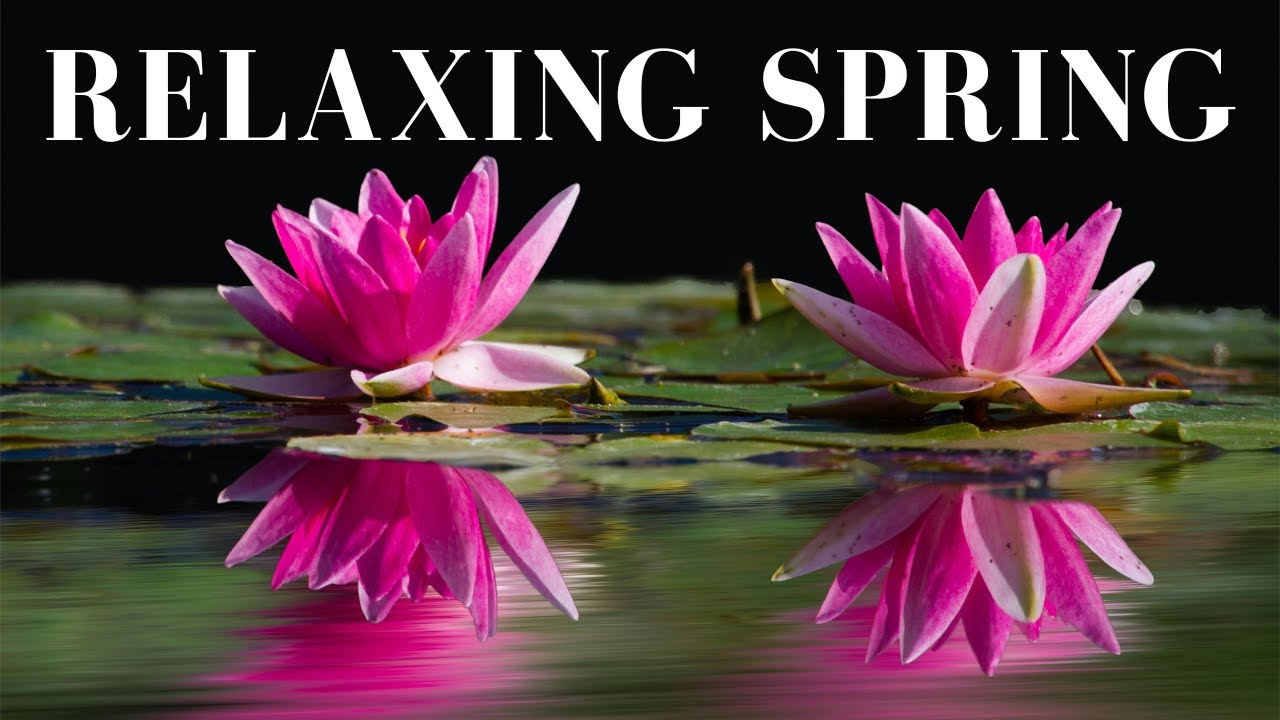 ๐บSpring relaxing music peaceful melodies blossoms๐บ#spring #nature # ...