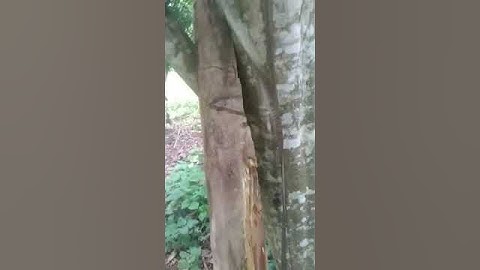 Báo giá 9 triệu lên xe cây bưởi cổ vanh 100, lh 0989389871.