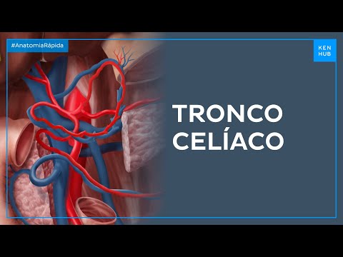 Artérias do pâncreas, duodeno e baço: Tronco celíaco - Anatomia Fácil | Kenhub