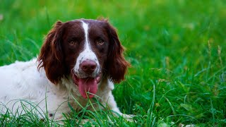 The Value of English Springer Spaniels for Individuals with Hearing Impairments