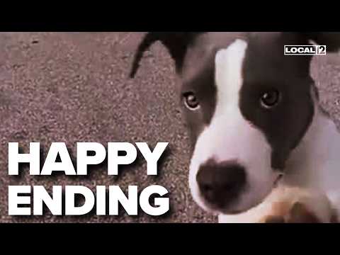 Puppy found abandoned in crate near interstate adopted