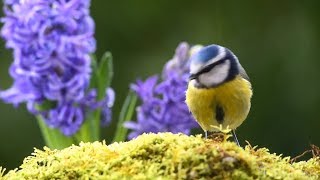 Peaceful Instrumental Piano Music, Nature Sounds Relaxing Music "Peaceful Spring" By Tim Janis
