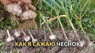 видео: Посадка озимого Чеснока | так сажаю и получаю урожай каждый год картинка: Посадка озимого Чеснока | так сажаю и получаю урожай каждый год