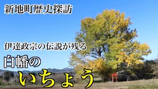 伊達政宗の伝説が残る・白幡のいちょう【新地町歴史探訪】相馬家と伊達家の戦い【撮影日：2022年11月27日】福島県相馬郡新地町