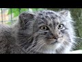 Pallas Cat Kittens 2010 - a typical day at 4 months