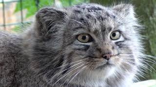 Pallas Cat Kittens 2010  a typical day at 4 months