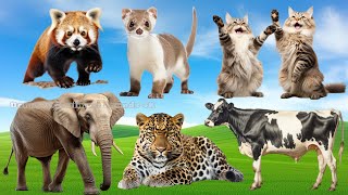 Cute Little Farm Animal Sounds: Sheep, Pelican, Horse, Giraffe, Chimpanzee, Deer | Animal Moments